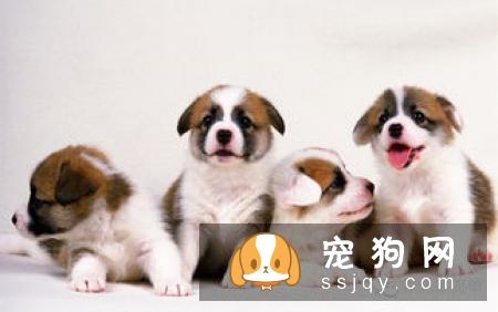 如何给狗狗打疫苗