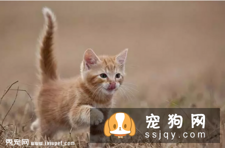 猫咪的行为密码，你能解开吗