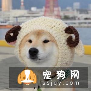如何判断狗狗是不是感冒了?