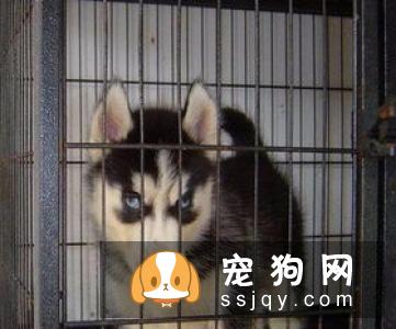 哈士奇狗_哈士奇介绍_哈士奇性格