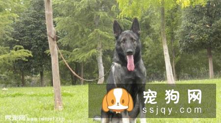 狼青犬的形态特征及训练方法|图片|多少钱一只