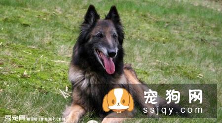 马利诺斯犬多少钱一只,怎么训练_特征介绍|图片