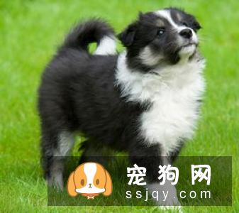 边牧喂什么狗粮好 你了解边牧吃什么狗粮吗