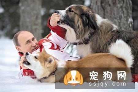 卡累利亚熊犬好养吗_怎么饲养？
