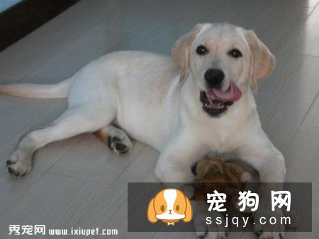 拉布拉多吃什么对身体好