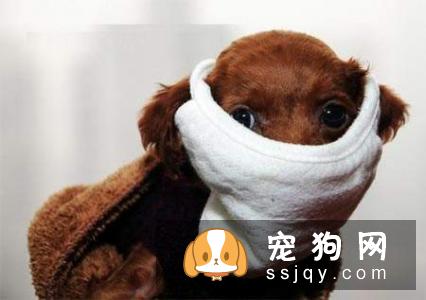 【狗狗肠胃炎发病原因】