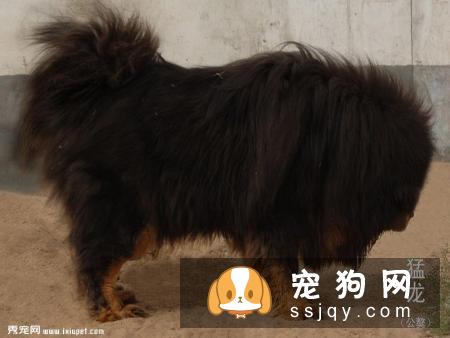 藏獒体型与外貌评定标准