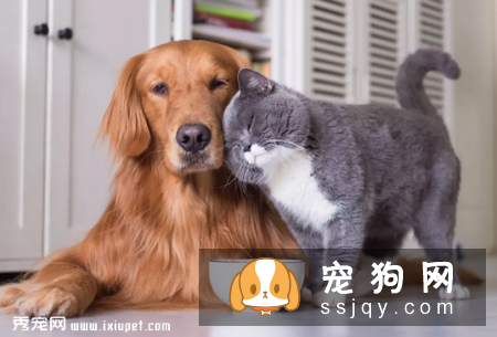 狗狗能不能吃猫粮，狗狗吃猫粮对身体有影响吗?