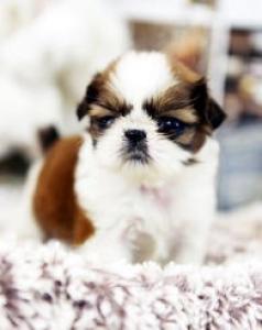 2017西施犬多少钱，2017西施犬报价