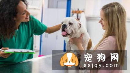狗狗感冒怎么办最有效 几个小妙招教你轻松解决