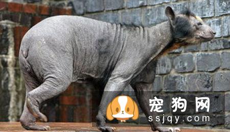 狗狗螨虫病是什么原因引起的？
