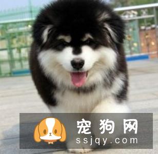 阿拉斯加犬多少钱一只,好不好训练|图片