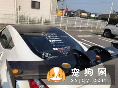 酷暑，如何防范狗狗中暑？