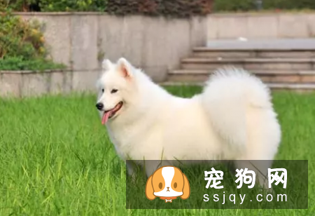 长毛狗狗应该如何护理