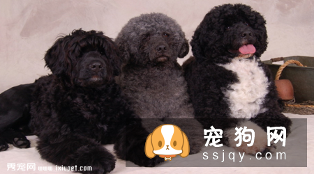 葡萄牙水犬和泰迪区别_怎么辨别葡萄牙水犬？