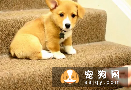 狗狗进入老年期后，腰部疾病需要预防