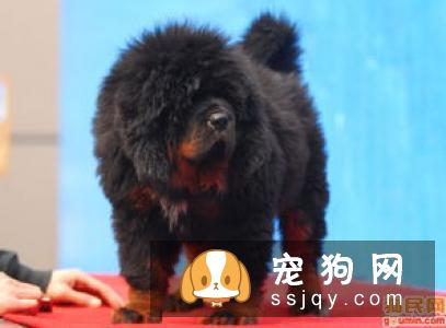 挑选纯种藏獒看这五点就够了