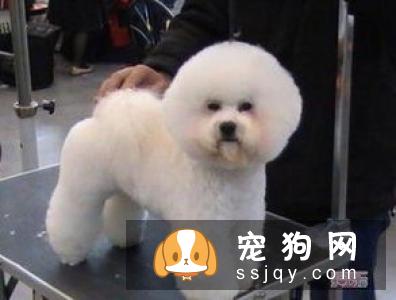 狗狗注射疫苗后没效果，狗狗疫苗免疫失效是什么原因