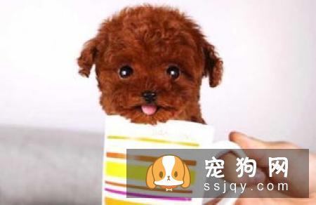 茶杯犬真的能放进杯子里吗？