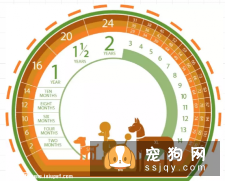 240岁狗狗的长寿三大秘诀
