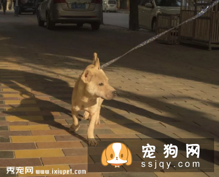 看到流浪狗狗怎么救助!