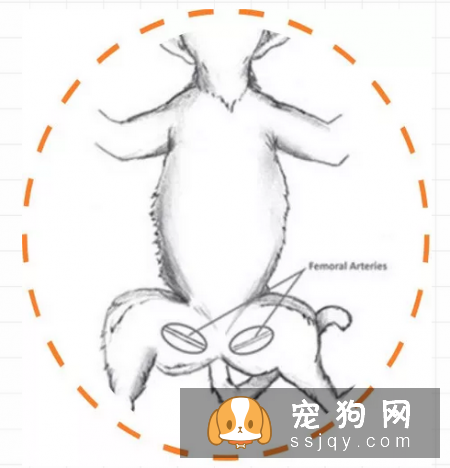 简单的心肺复苏术，在关键时候能救宠物们的命
