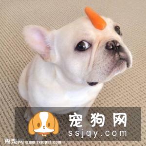 法国斗牛犬可以顺产吗？法斗应该顺产还是剖腹产？