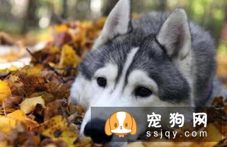 有宝宝的家庭可不可以饲养宠物？