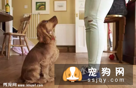 让狗狗理解“坐下”的口令
