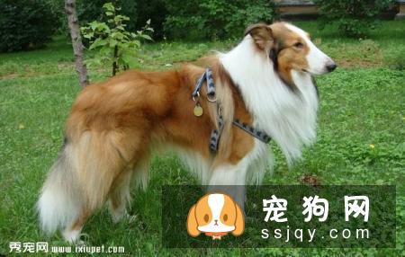 挑选苏格兰牧羊犬需要掌握哪些选购技巧?