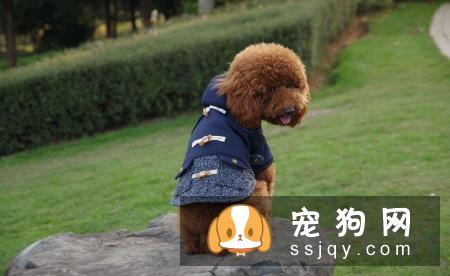狗狗患病后疼痛难忍通过物理治疗可以缓解痛感