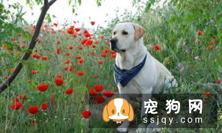老年狗狗应该如何挑选狗粮