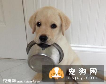 哪些东西是万不可给狗狗吃的