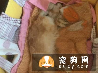 狗狗进入老年期后，腰部疾病需要预防