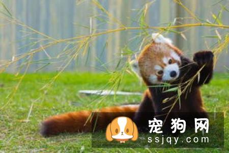 黑褐色猎浣熊犬多少钱一只,好养吗_介绍|图片