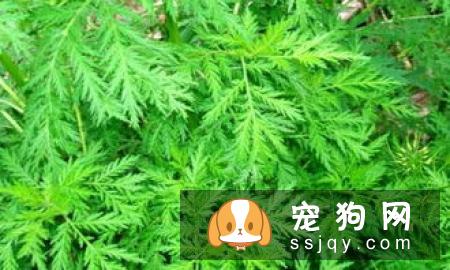 金钱木的形态特点及栽培方法|习性|图片