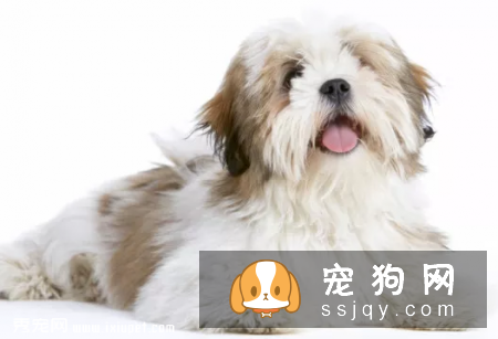拉萨犬和西施犬如何辨别？