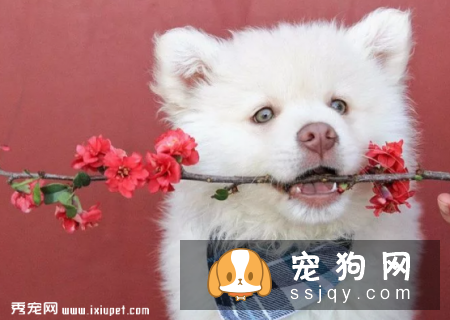 有宠物的家庭如何接待客人