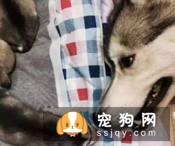 给哈士奇拔耳毛的姿势很重要