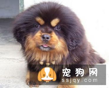 藏獒体型与外貌评定标准