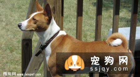 巴仙吉犬智商高不高,掉毛怎么样_价格贵吗？