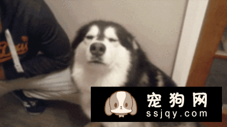 如何纠正狗狗拆家搞破坏