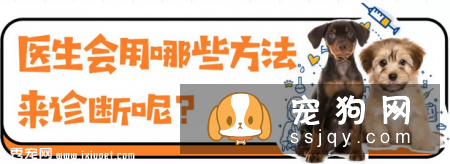 狗狗注射疫苗后，昏迷不醒！
