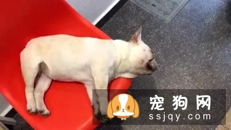 狗狗对主人的态度，从它睡觉的姿势就能看出！