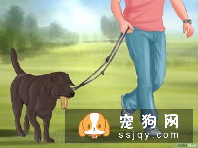 如何训练狗狗等待