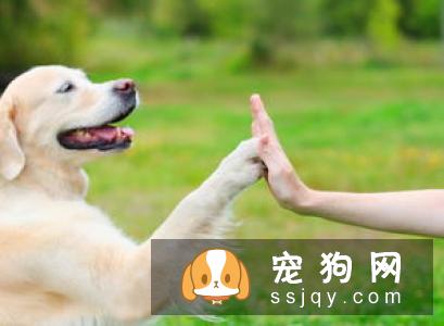 狗狗呕吐该怎么办?-家居装修问答