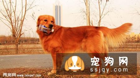 金毛犬不吃狗粮，吃剩饭菜可以吗？