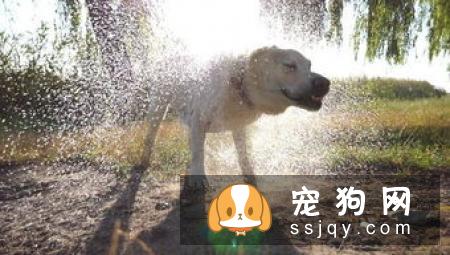 狗狗为什么流口水?狗狗流口水的原因是这些