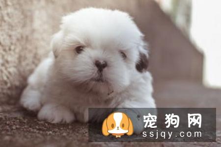 比熊狗粮应该怎么挑选 比熊吃什么狗粮长得好