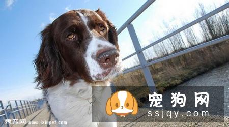 荷兰猎鸟犬的特征及生活习性|饲养|图片